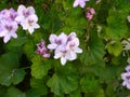 Geranium flowers