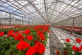 Geranium flowers in garden, greenhouse. Colorful flowers