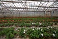 Geranium flowers in garden, greenhouse. Colorful flowers