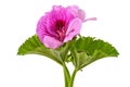 Geranium  flowers Royalty Free Stock Photo