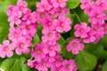 Geranium flowers