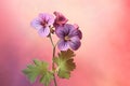 Geranium flowers on a pink background. Watercolor illustration for design