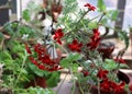 Geranium flowers. Red. Botanical Garden, Moscow, Russia.