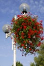 Geranium flowers on street light Royalty Free Stock Photo