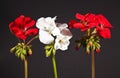 Geranium flowers