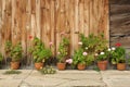 geranium flowers