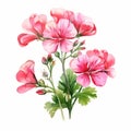 Geranium Flowers Watercolor Clipart - Realistic Floral Illustration