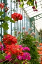 The Geranium Gallery at the The Royal Greenhouses at Laeken, on the grounds of the Castle of Laeken in Brussels, Belgium Royalty Free Stock Photo