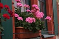 Geranium - beautiful balcony flowers