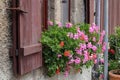 Geranium - beautiful balcony flowers