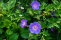 Geranium on a green flower bed Royalty Free Stock Photo