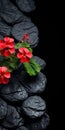 Red Flower Growing On Black Rock: Textured Backgrounds And Visually Tactile Surfaces