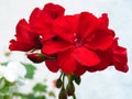 Geranium `Happy Thoughts Red` Pelargonium with bright vivid red blooms and buds on blurred white wall background. Royalty Free Stock Photo