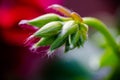 Geranium ivy, Pelargonium peltatum, Ruby dream, undeveloped flow Royalty Free Stock Photo