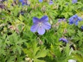 Geranium 'Johnson's Blue' Royalty Free Stock Photo