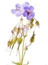 Geranium (johnson's blue) flower Royalty Free Stock Photo