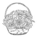 Vector bouquet of outline Gerbera or Gerber flower and leaf in wicker basket in black isolated on white background. Royalty Free Stock Photo