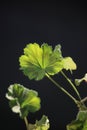 Geranium leaf in the sunlight on a dark background Royalty Free Stock Photo