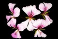 Geranium Lierre Simple pink flowers on black background Royalty Free Stock Photo