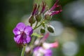 Geranium macrorrhizum in a park. Close up of a bigroot geranium (geranium macrorrhizum) flower in bloom.