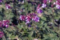 Geranium macrorrhizum in purple bloom. Known also as bigroot geranium, Bulgarian Geranium