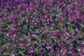 Geranium macrorrhizum in purple bloom. Known also as bigroot geranium, Bulgarian Geranium