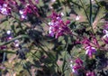 Geranium macrorrhizum in purple bloom. Known also as bigroot geranium, Bulgarian Geranium