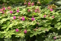 Geranium macrorrhizum, an undemanding, ornamental plant. Popular flowers for parks and gardens