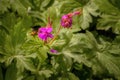 Geranium macrorrhizum, an undemanding, ornamental plant