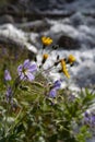 Geranium maculatum, known as wild geranium, spotted geranium or wood geranium Royalty Free Stock Photo