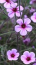 Geranium maderense (Cranesbill) close up .Spectacular pink flowersTallinn. Travel.2023 Royalty Free Stock Photo