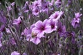 Geranium Maderense with magenta flowers