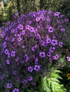 Geranium maderense, known as giant herb-Robert