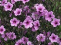 Geranium maderense, known as giant herb-Robert or the Madeira cranesbil