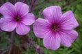 Geranium maderense, Madeira cranesbill plant growing wild in Teide National Park of Tenerife