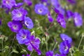 Geranium magnificum, purple cranesbill in the garden