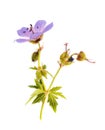 Geranium meadow. Branch isolated on white background