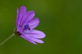 Geranium molle Royalty Free Stock Photo
