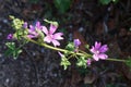 Geranium molle or the pink cranesbill Royalty Free Stock Photo