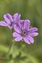 Geranium molle in bloom Royalty Free Stock Photo