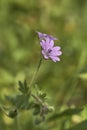 Geranium molle in bloom Royalty Free Stock Photo