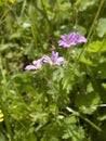 Geranium molle close up Royalty Free Stock Photo