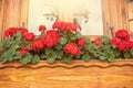 Geranium in nicely decorated window of a log cabin house. Royalty Free Stock Photo