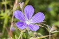 Geranium `Nimbus`