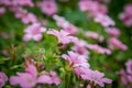 Geranium Nodosum Royalty Free Stock Photo