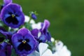 Geranium odorata multicolored purple and white field of flowering flowers a green background