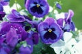 Geranium odorata multicolored purple and white field of flowering flowers on a green background