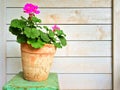 Geranium in old clay pot Royalty Free Stock Photo