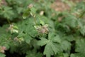 Geranium oxonianum