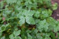 Geranium oxonianum